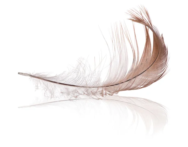 Isolated on white light brown feather with reflection — Stock Photo, Image