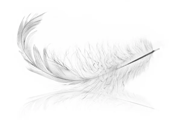 Single chick feather with reflection — Stock Photo, Image