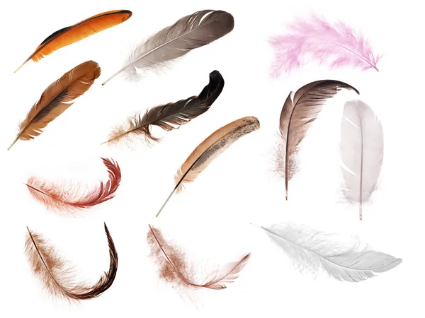 Set of twelve isolated feathers — Stock Photo, Image