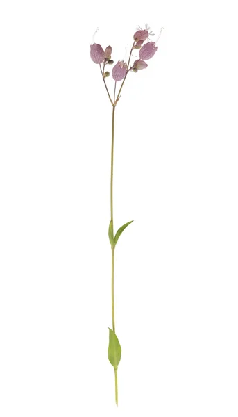 Silen flor isolada em branco — Fotografia de Stock