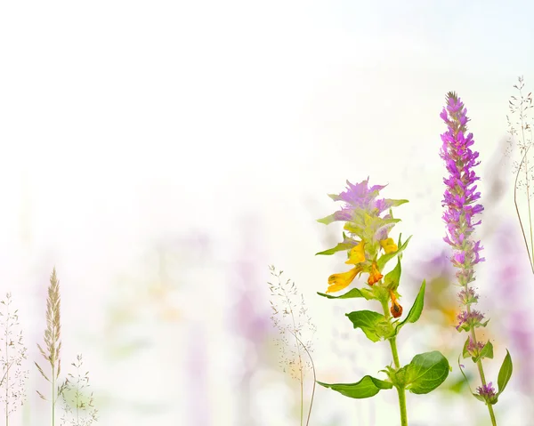Flores silvestres e plantas em fundo brilhante — Fotografia de Stock
