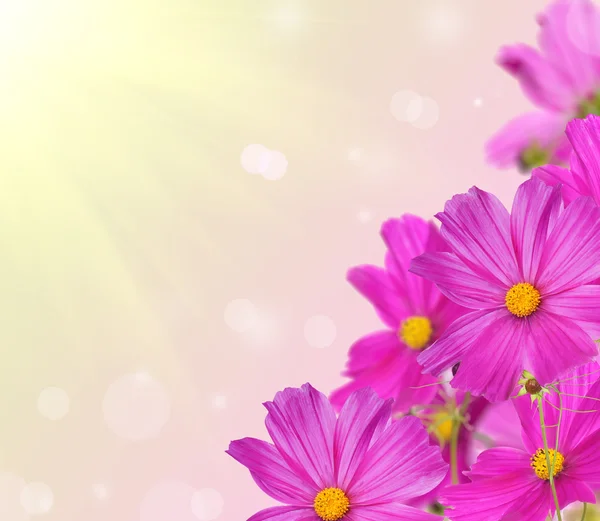 Rincón de flores rosadas sobre fondo brillante — Foto de Stock