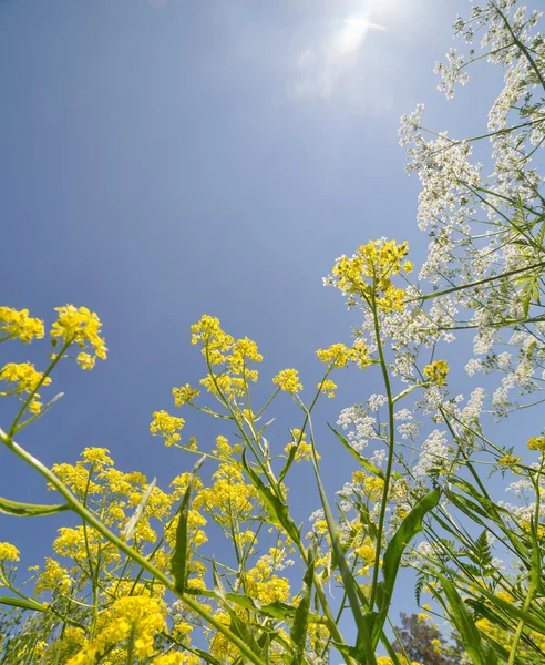 Vară flori sălbatice galbene și albe pe cerul albastru — Fotografie, imagine de stoc