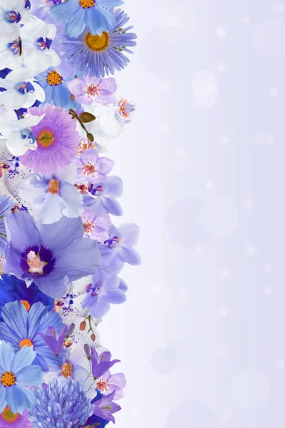 美しい水色花柄のストリップ — ストック写真