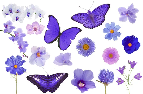 Satz violette Farbe Schmetterlinge und Blumen isoliert auf weiß — Stockfoto