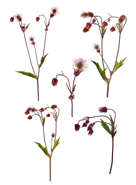 Set of fluffy wildflowers isolated on white — Stock Photo, Image