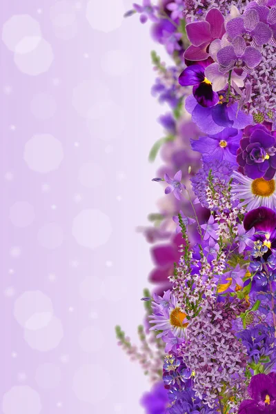 Lila kleur strip van bloemen — Stockfoto