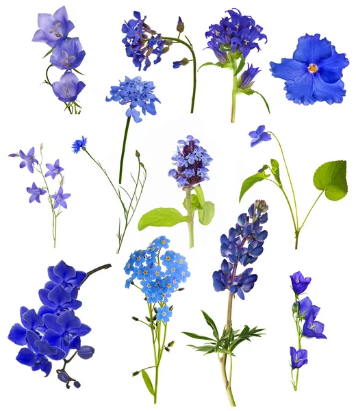 Uppsättning av tretton blå blommor isolerad på vit — Stockfoto