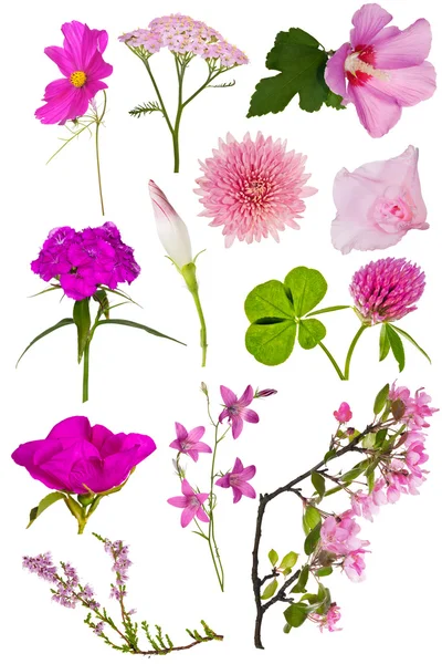 Uppsättning av tolv rosa färg blommor på vit — Stockfoto