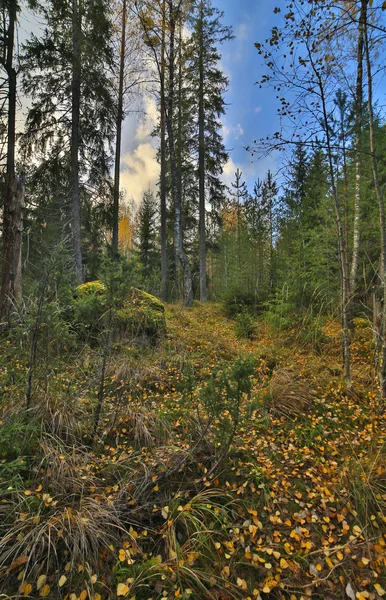 Caída tardía en el bosque — Foto de Stock