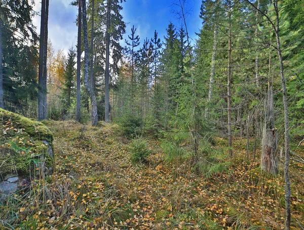 Landscape with autumn pine forest — Stock Photo, Image