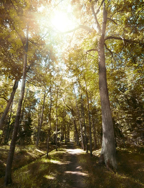 Footpat mellan träd i höst skog — Stockfoto