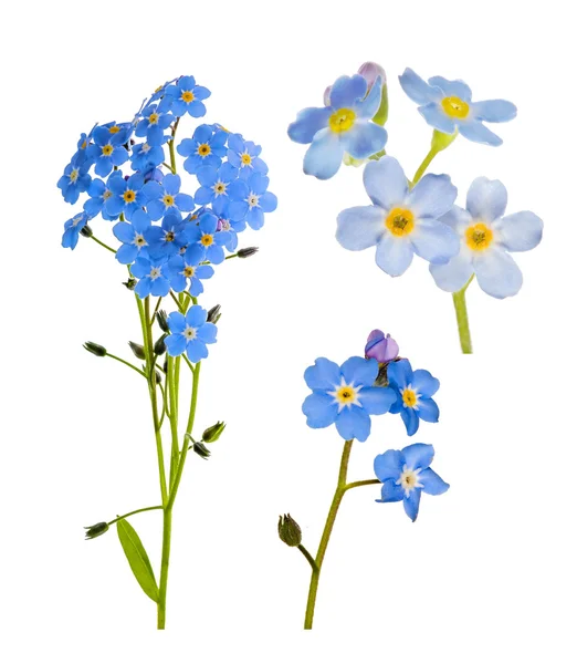 Unutma dizi mavi üzerine beyaz izole çiçekler — Stok fotoğraf