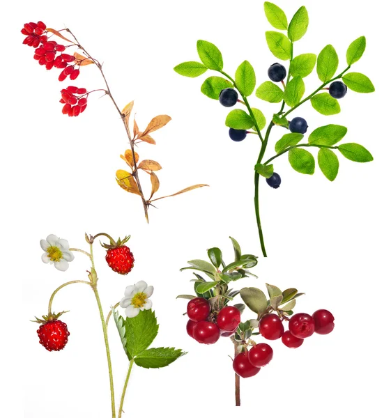 Vier bos berry takken geïsoleerd op wit — Stockfoto