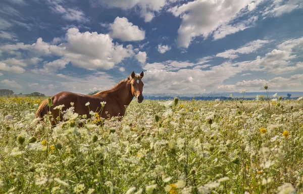 Braunes Pferd in hohen Wildblumen — Stockfoto