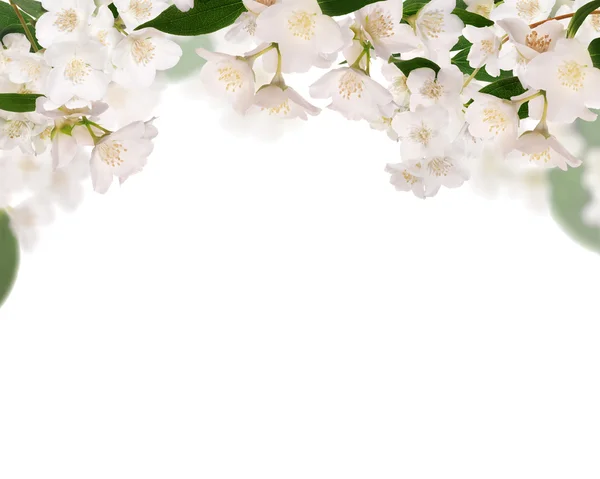 Half frame from pure jasmine flowers isolated on white — Stock Photo, Image