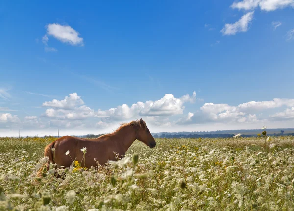 Braunes Pferd in wilden weißen Blumen — Stockfoto