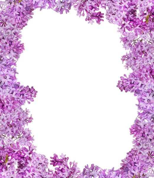 Lush lilac frame isolated on white — Stock Photo, Image