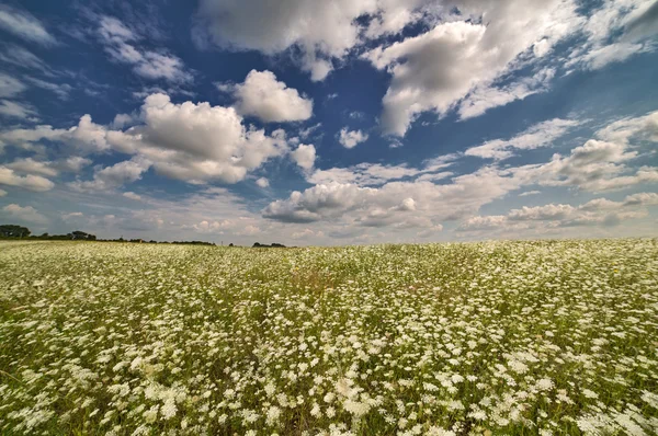 Beyaz çiçekler ve mavi gökyüzü ile çayır — Stok fotoğraf