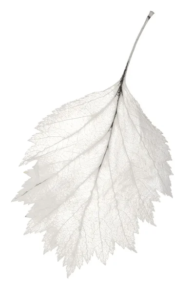 고립 된 톱니 잎 해골 — 스톡 사진
