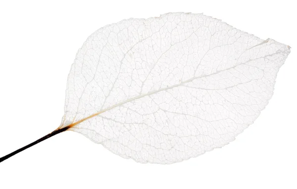 Isolated thin leaf skeleton — Stock Photo, Image