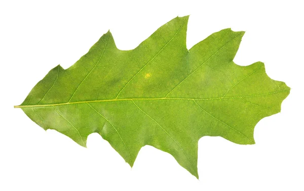 Light green oak leaf on white — Stock Photo, Image