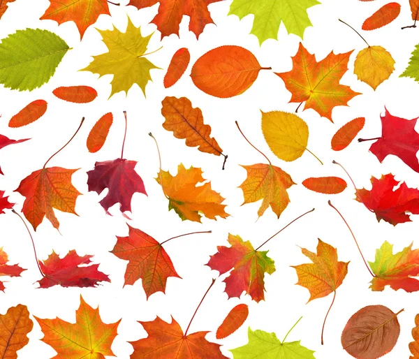 Bright autumn leaves seamless background — Stock Photo, Image