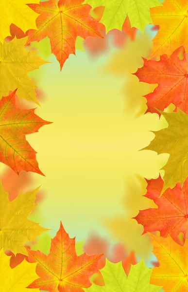 黄金と赤の秋のカエデの葉をフレーム — ストック写真