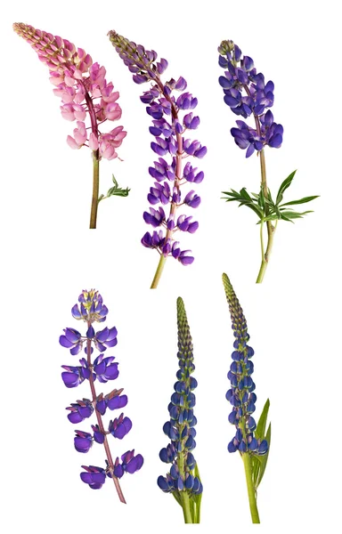 Ensemble de six fleurs de lupin isolées sur blanc — Photo