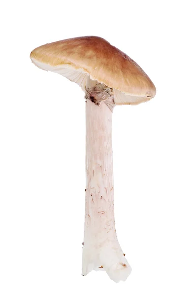 Коричневый гриб на белом — стоковое фото