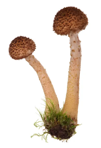 Couple honey fungus on white — Stock Photo, Image