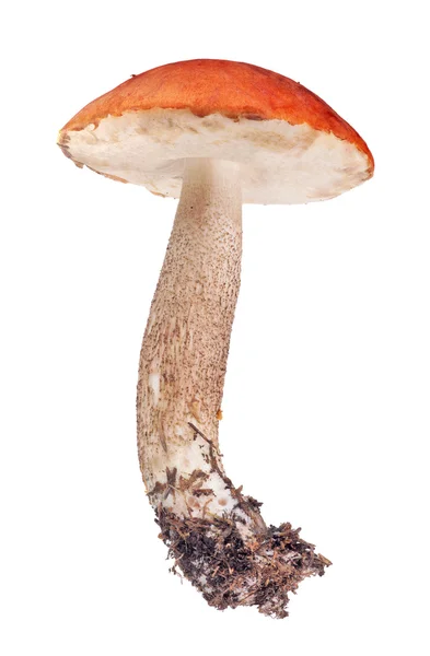Bright red isolated Leccinum — Stock Photo, Image