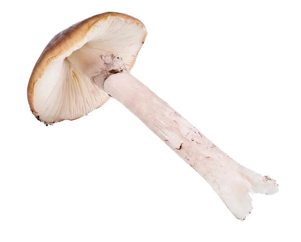 Isolated brown grisette mushroom — Stock Photo, Image