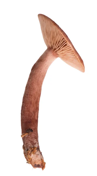 Toadstool marrom com caule fino isolado em branco — Fotografia de Stock