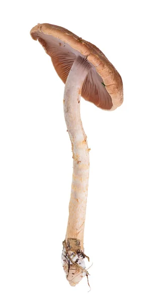 Toadstool marrom com caule fino em branco — Fotografia de Stock