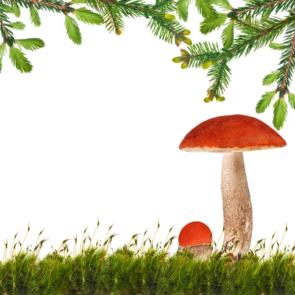 Two orange-cap boletus mushrooms under fir branches — Stock Photo, Image