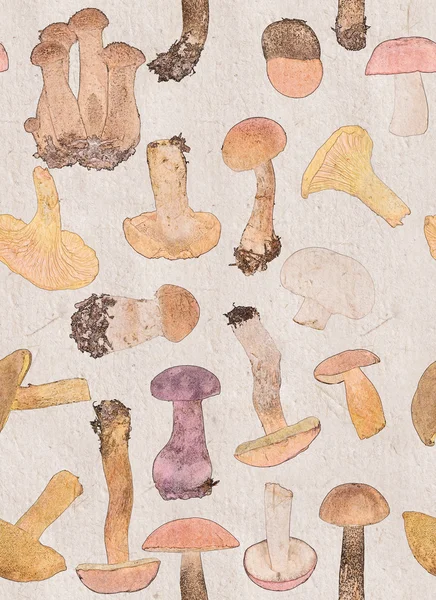 Background from color edible mushrooms — Stock Photo, Image