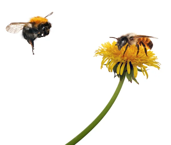 Bijen en hommels in de buurt van gele paardebloem — Stockfoto