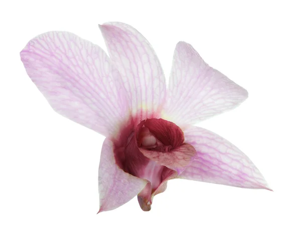 Одна світло-рожева квітка орхідеї з темним центром — стокове фото