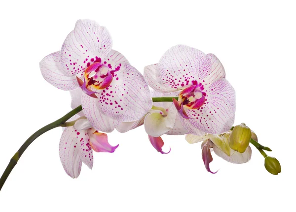 Orquídeas con manchas rosadas grandes — Foto de Stock