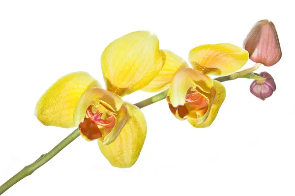 Dvě žlutá orchideje na větvi — Stock fotografie