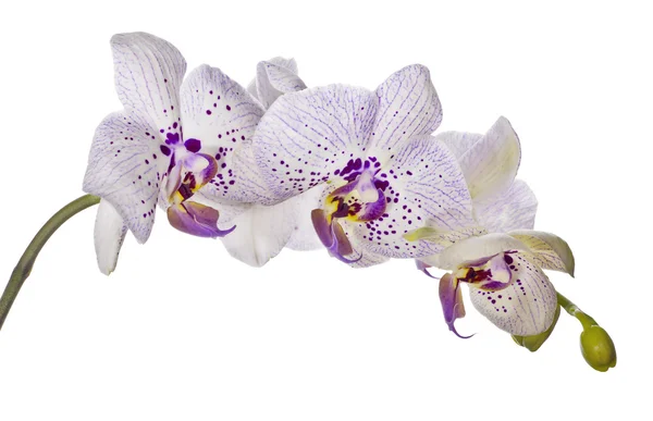 Flores de orquídea com grandes manchas violetas — Fotografia de Stock