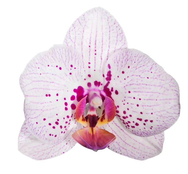 Einzelne Orchideenblüte mit dunkelrosa Flecken — Stockfoto