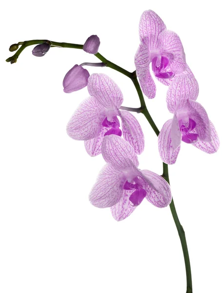 Flores de orquídea rosa listradas isoladas em branco — Fotografia de Stock