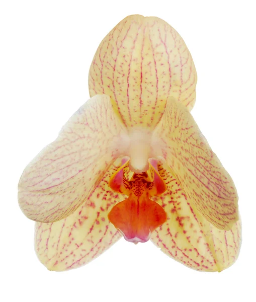 Singolo fiore di orchidea arancione con strisce rosa su bianco — Foto Stock