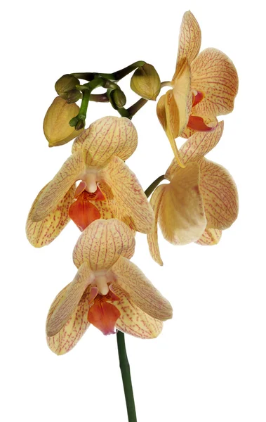 Rama con flores de orquídea naranja en blanco —  Fotos de Stock