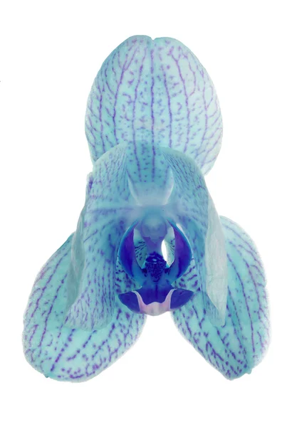 Halboffene blaue Orchideenblume auf weißem Grund — Stockfoto