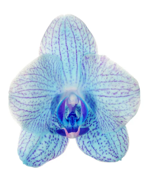 Single isolated blue orchid flower — Stock Photo, Image