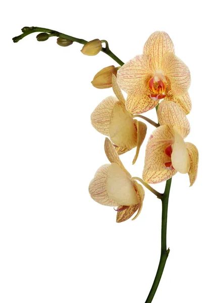 Flores de orquídea cor-de-laranja e rosa em branco — Fotografia de Stock