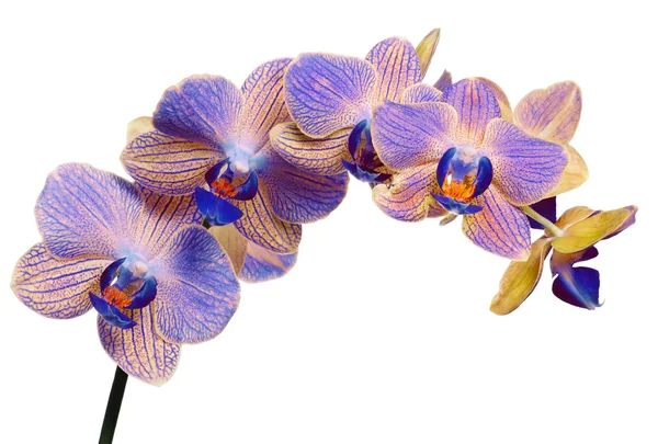 Ramo azul e amarelo da orquídea no branco — Fotografia de Stock
